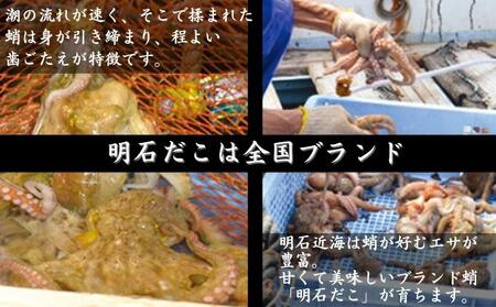 明石産 湯だこ 1匹 Mサイズ[ 明石たこ ボイルたこ 蛸 ] 魚貝類 海の幸 海鮮 身 甘い 弾力 食感 酢の物 天ぷら 明石焼 タコ焼き 食材 タコ飯 つまみ 肴 マリネ アヒージョ 国産 日本産