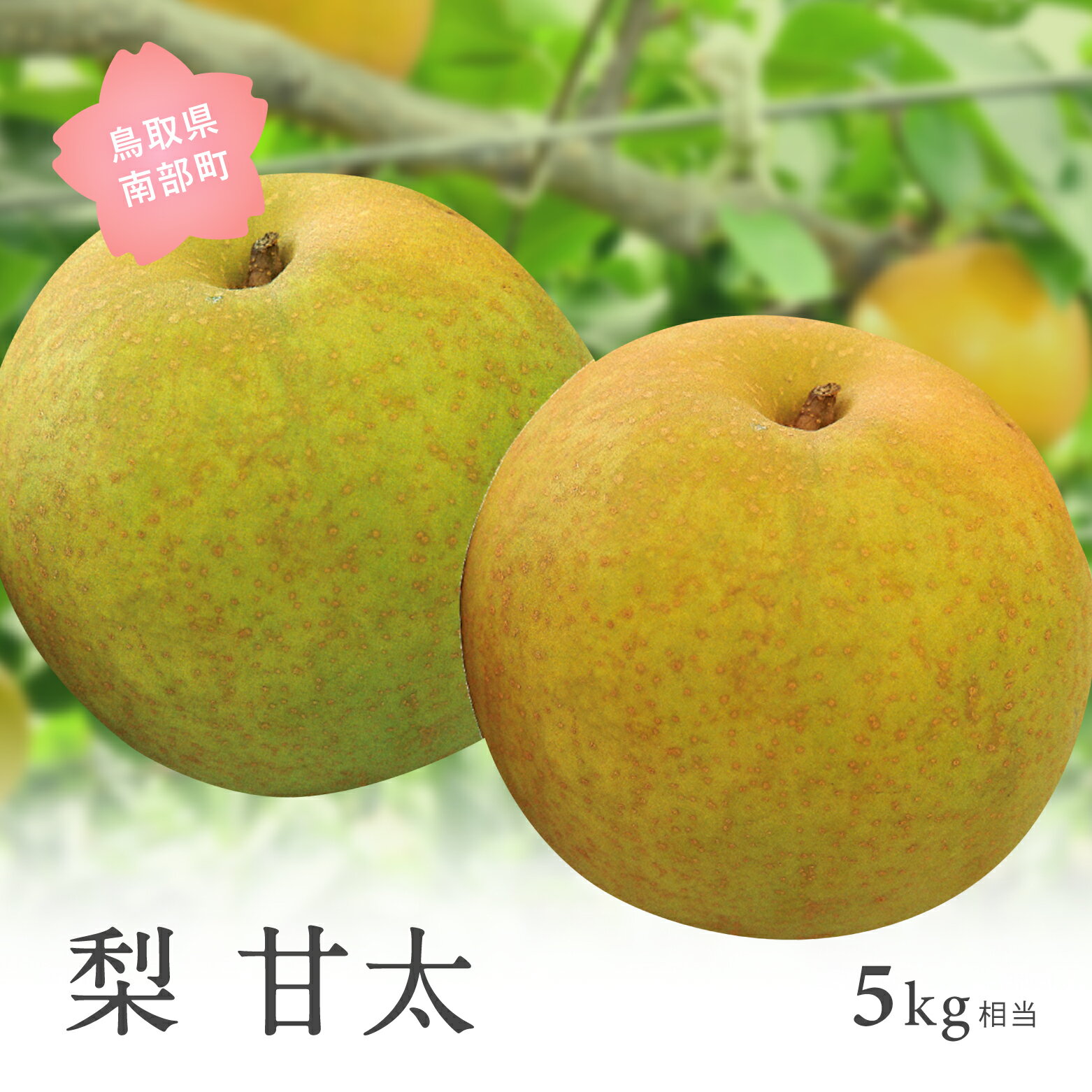 【ふるさと納税】甘太［梨］（5kg箱）2026年9月下旬出荷予定＜数量限定＞ 梨 なし フルーツ 鳥取県南部町 【先行予約】