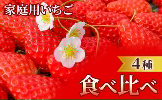 家庭用 いちご 4種 食べ比べ パック (1パック 6～15玉入り×4パック) イチゴ 果物 ご家庭用 ※配送不可：離島