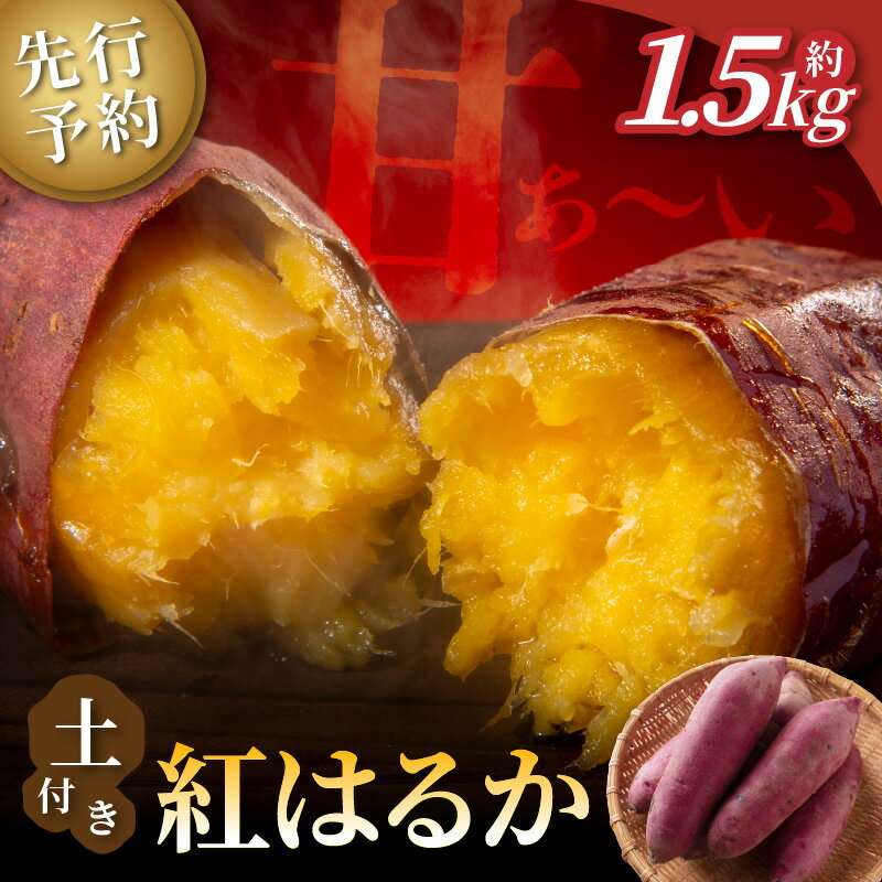 【ふるさと納税】【先行予約】ホクホク美味しい！京丹後産 紅はるか 約1.5kg（土付き）（2026年10月上旬～発送） さつまいも サツマイモ 紅はるか ふるさと納税 さつまいも 芋 さつま芋 お芋 産地直送 国産 野菜 京都府 京丹後市 生産者応援 農家応援