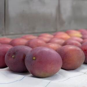 【2026年7月から順次発送・贈答用】名物おじーが作るアップルマンゴー1kg(2～3玉)【配送不可地域：離島】【1694660】