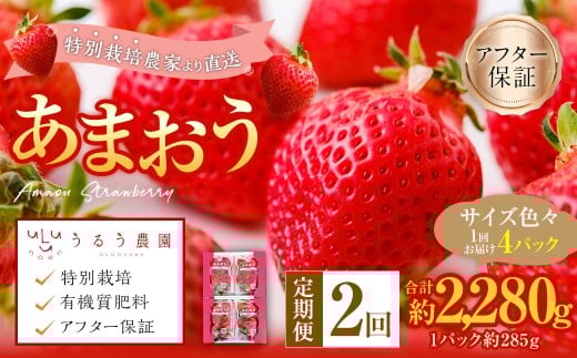 【2回定期便】 うるう農園のあまおう サイズ色々4パック （計約1140g） 【2026年3月上旬～4月下旬発送予定】 あまおう いちご 苺 果物 フルーツ 定期便 冷蔵 福岡県 太宰府