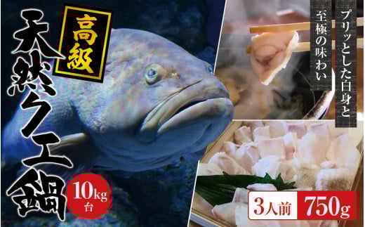 【冷蔵】天然 高級クエ 10kg 台  クエ鍋セット 3人前(250g×3) 【2025年11月下旬から2026年2月下旬までに順次発送致します。】 / 高級 海鮮 お魚 魚  くえ鍋 クエ鍋 くえ くえ天然 冷蔵 海産物【tkw007-1】