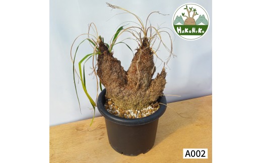 キセロフィタ トリコフィラ (発根管理済) A002｜観葉植物 コーデックス 盆栽 鉢植え インテリア ハコネコ [0683]