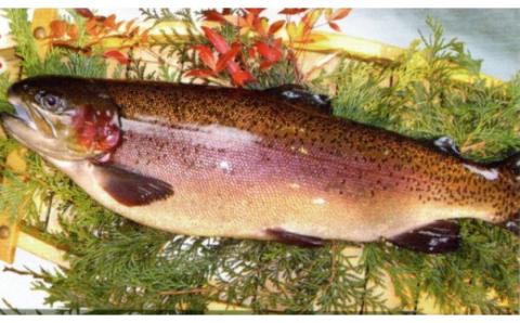 0030-72-01 西京漬け 彩り3種10切入り（富士山サーモン・銀鱈・サーモン）