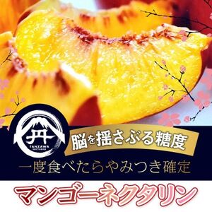 【一度食べたらもう戻れない】マンゴーネクタリンやみつきリピーター続出中2025年7月上旬より発送【配送不可地域：離島・北海道・沖縄県・中国・四国・九州】【1468751】