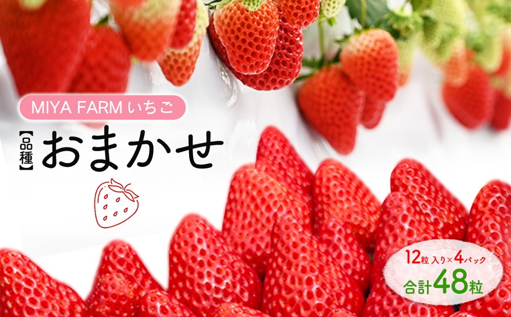 【先行予約】MIYA FARM いちご（品種：おまかせ）12粒入り×4パック 合計 48粒 ※北海道・沖縄・離島への配送不可 ※2027年1月中旬～5月下旬頃に順次発送予定