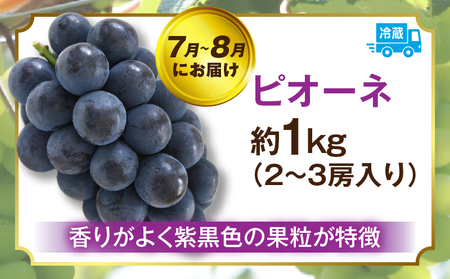 ぶどう満足 3回定期便 | フルーツ定期便 ぶどう 定期便 果物 フルーツ デザート ピオーネ シャインマスカット マスカット 果肉 スイーツ 甘い 国産 贈り物 贈答 プレゼント 期便 フルーツ定期