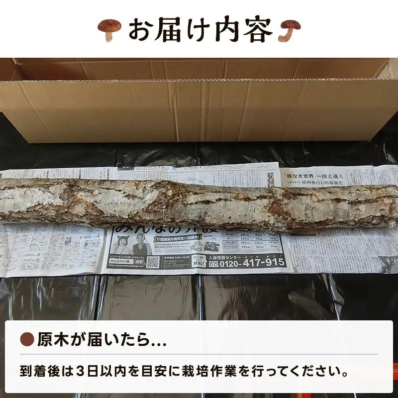 【先行予約】北海道今金町産 原木しいたけ栽培キット しいたけ原木1本 椎茸 シイタケ きのこ キノコ 野菜 採れたて F21X-593