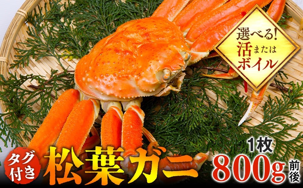 
            【選べます！活またはボイル】タグ付き 松葉ガニ 大1枚（800g前後）【着日指定不可】※2025年11月上旬～2026年3月下旬頃に順次発送予定 ｜ 蟹 かに 松葉ガニ 松葉蟹 タグ付き 鳥取県産 北栄町 おすすめ 人気
          
