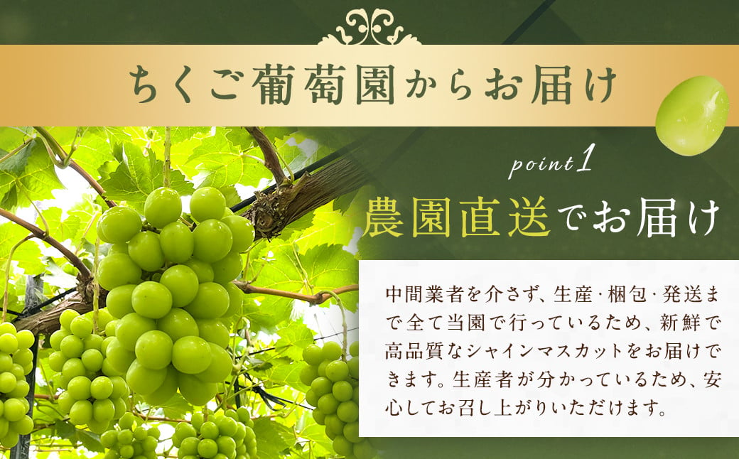 農園直送！ シャインマスカット 約1.8kg 3〜4房 【2025年8月発送予定】 ぶどう マスカット 果物 フルーツ