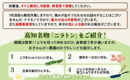 生産量日本一香南市のニラ 2kg - ニラ 香南市産 にら 朝採れ 産地直送 香味野菜 ニラ on-0011