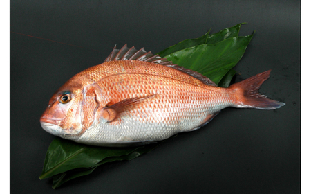 M291　紀州梅まだい２尾（鮮魚）