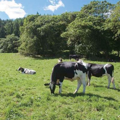 飲むヨーグルト 900ml×3本セット 乳酸菌が1テラ個の濃厚のむヨーグルト【配送不可地域：離島】