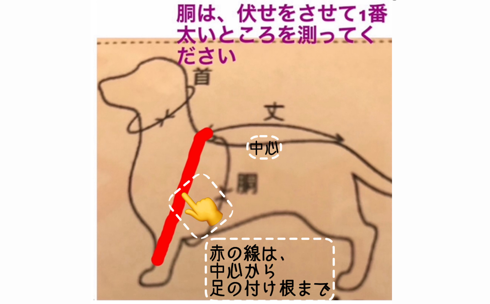 ワンちゃんのサイズの測り方