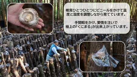 2547R_国東の厳選肉厚カップ乾し椎茸 くにまる 特大1・小2