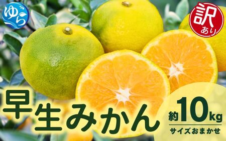 訳あり 由良 早生 みかん (サイズおまかせ) 10kg ※2026年11月上旬～12月上旬に順次発送予定※北海道・沖縄・離島配送不可 / 温州みかん 甘い 家庭用 柑橘 果物 和歌山 【eiw003-c-10】