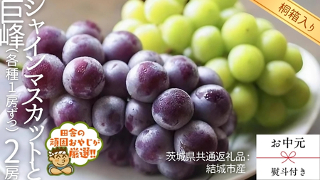 【 お中元 熨斗 付 】【 桐箱入り 】 シャインマスカットと巨峰（各種1房ずつ） 【2026年8月より発送開始】 （茨城県共通返礼品 [ぶどう]：結城市産）