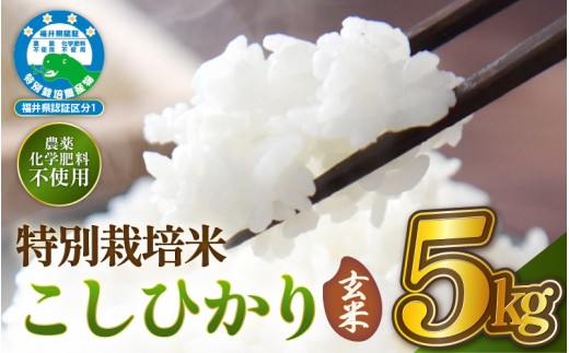 【令和7年産 】 特別栽培米コシヒカリ5kg 無農薬米 福井県認証区分1取得 越前町【玄米】【5キロ お米 コメ 農薬化学肥料不使用 送料無料】 [e81-b001_02]