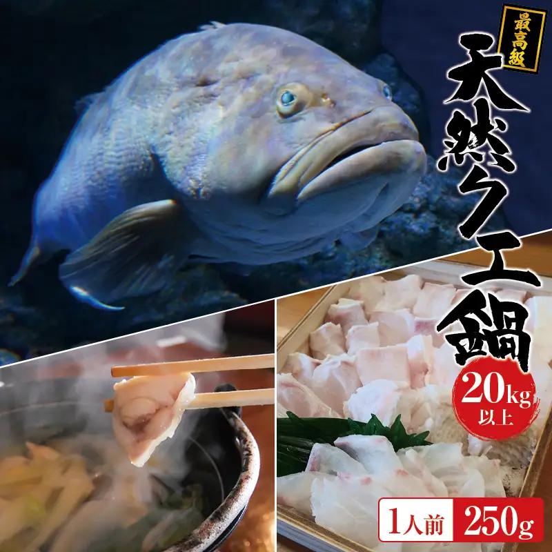 【冷凍】天然 最高級クエ 20kg 以上  クエ鍋セット 1人前(250g×1) 【2026年11月下旬から2027年2月下旬までに順次発送致します。】 / 高級 海鮮 お魚 魚  くえ鍋 クエ鍋 くえ くえ天然  冷凍 海産物【tkw009-2】