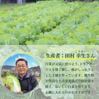 ふるさと納税 佐川町 <2026年12月以降にお届け>事前受付中!!佐川町産 白菜 2~3株(約5kg) |  | 02