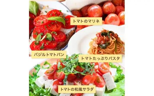 【先行予約】 和歌山県由良町産 ゆらミニトマト 1.5kg×1箱※2026年10月中旬頃から翌年6月中旬頃に順次発送予定(お届け日指定不可) / トマト ハウス栽培 とまと 野菜 産地直送 新鮮 由良