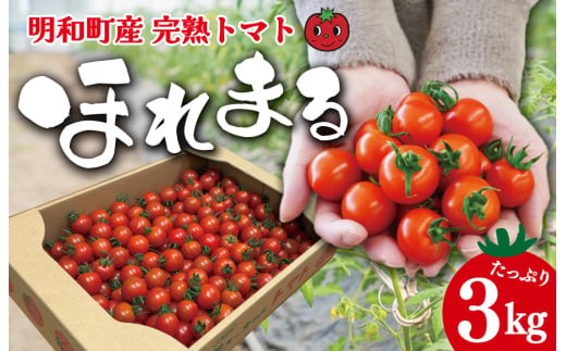 明和町産 完熟 トマト ほれまる 3kg ミニトマト 朝採り 新鮮 生鮮 野菜 あっさり E1421