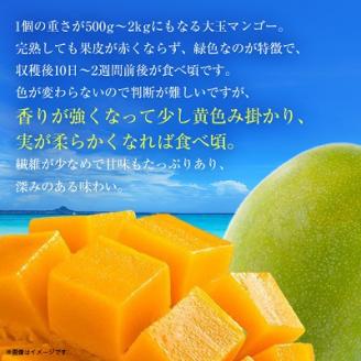 【2024年発送】<優品>幻のキーツマンゴー約1kg(化粧箱)1玉~2玉