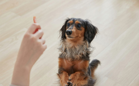 ペット 犬 ささみジャーキー プレーン 100g ささみ