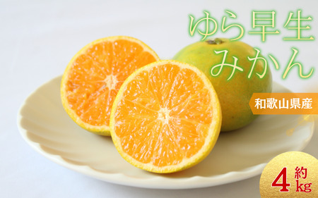＼光センサー選別／ 【先行予約】＼数量限定／ 希少品種 ご家庭用 ゆら早生みかん 約4kgサイズ混合【2025年10月上旬頃より順次発送】/ みかん ミカン  早生  家庭用 ご家庭用 ゆら早生 早生みかん ゆらわせ 極早生【nuk162A】 