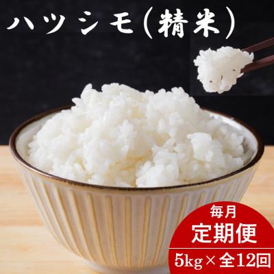 ふるさと納税 羽島市 【毎月定期便】岐阜県産ハツシモ(精米) 5kg全12回