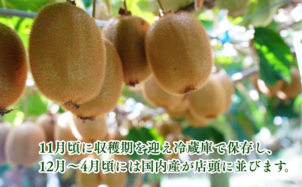 【先行予約】キウイフルーツ 30～33玉 約3.6kg 定数詰 秀M～L キウイ キウイフルーツ きういふるーつ 国産 果物 人気 生産量 日本一 先行予約 先行受付
