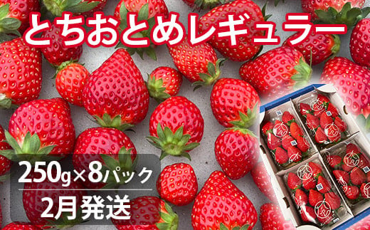 【2月発送】とちおとめレギュラー 250g×8パック