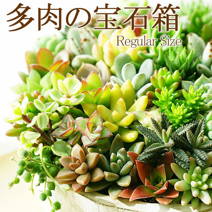 【ふるさと納税】多肉植物の寄せ植え 6号鉢 | 観葉植物 植物 グリーン 多肉 寄せ植え 室内 鉢植え ギフト 贈答 贈り物 プレゼント お祝い 直送 農家直送 茨城県 古河市 送料無料 記念日 ご褒美 景品 創作 手入れ 鑑賞 _FC02