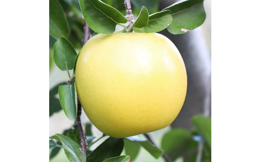 【長野県産】黄金色に輝くシナノゴールド (約3kg) 秀品 ＜2026年10月下旬から発送＞ 信州 南信州 高森町 産地直送 果物 くだもの 旬のりんご 山下屋荘介