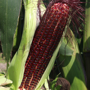 【先行予約】とうもろこし 2種食べ比べ 10本 (イエロー レッド) とうもろこし スイートコーン