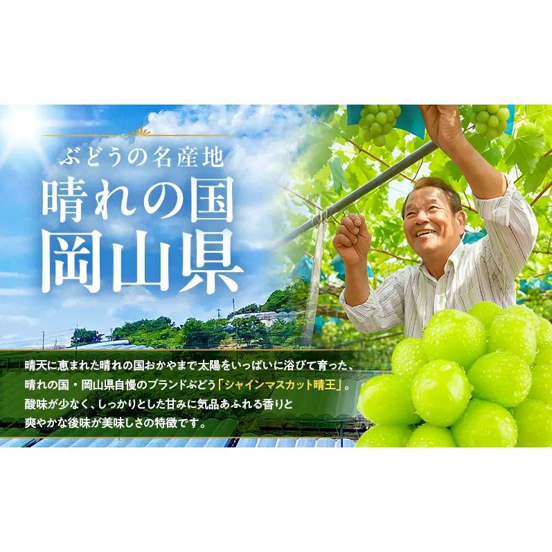 ぶどう 2026年 先行予約 定期便 シャインマスカット 晴王 1房 約700g 9月・10月 2回発送 岡山県産 種無し 皮ごと食べる みずみずしい 甘い 瀬戸内 晴れの国 おかやま 果物大国 満天