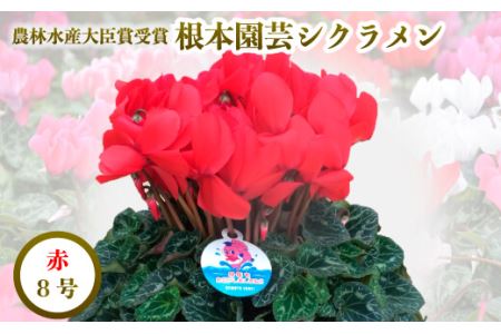 【先行予約】シクラメン レッド 8号鉢 花ギフト 根本園芸 | 福島県 南相馬市 農林水産大臣賞