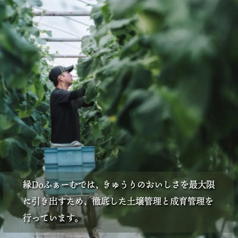 【先行受付10月収穫分】宮崎県高原町産きゅうり5kg（45～60本）　[国産 九州産 サラダ お料理 ワンストップオンライン 10000円]  TF0906-P00082