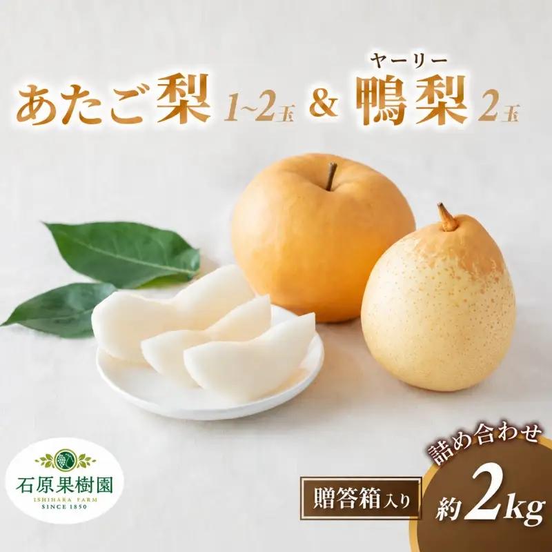 梨 詰め合わせ あたご梨1～2玉 ヤーリー梨2玉 計2kg 贈答箱 岡山県産 【ishk022-01】