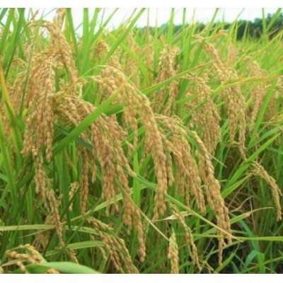 ふるさと納税 大網白里市 【令和6年産】千葉県産「ミルキークイーン」精米 10kg(5kg×2袋) |  | 03