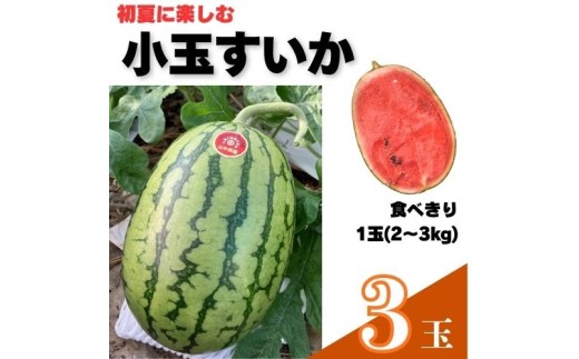103005 山中農園の小玉スイカ３玉 姫まくら【5月下旬～6月上旬発送】選べる 1玉 2玉 3玉 フルーツ 季節限定 春 産地直送 完熟 甘い こだま 西瓜 すいか 山中農園/高知県 奈半利町