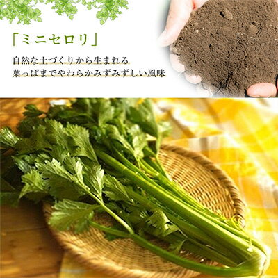 【ふるさと納税】【令和7年度産先行予約】ミニセロリ　約4kg(5～8株)【配送不可地域：離島】【1100505】