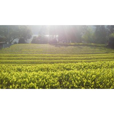 ふるさと納税 川根本町 川根本町産本格煎茶ティーバッグ20個×5袋　10-47 |  | 03
