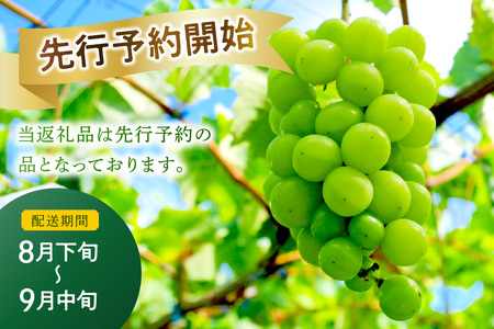 【先行予約】【2026年産】山陰浜田の特産果樹「シャインマスカット」2kg ＜8月下旬より発送＞ 【010_1946】