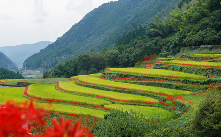 菊鹿 棚田米 20kg 【ミヤタ 株式会社 】熊本 精米 熊本 白米 ごはん [ZAH003]