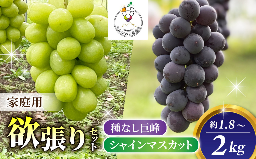 
            【おがわら農園】家庭用欲張りセット！（シャインマスカット2房・種無し巨峰2~3房）約1.8~2kg
          