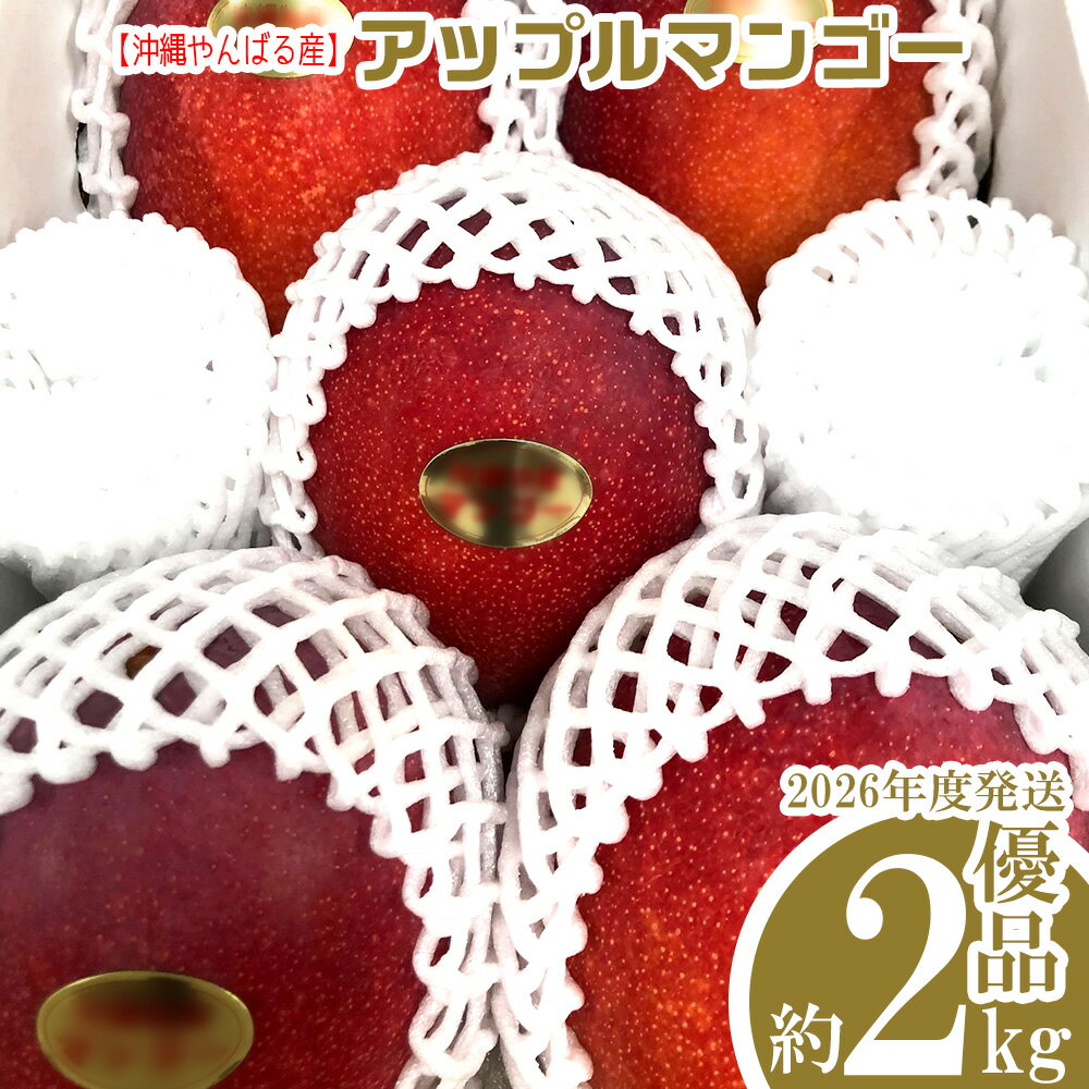 【ふるさと納税】2026年発送【沖縄やんばる産】約2kg 優品アップルマンゴー（Ms mango farm） 南国 南国フルーツ 先行予約 期間限定 沖縄 甘味 糖度 フルーツ 果物 果実 プレゼント ギフト トロピカル 数量限定 予約 おすすめ くだもの 太陽 やんばる 自然