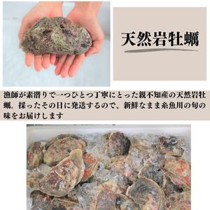 【2024年先行予約】親不知産 天然岩牡蠣(生食用) 大サイズ4個以上 2024年7月20日以降順次発送 鮮度抜群！ 水揚げ直後に発送 日本海 かき カキ 岩ガキ 親不知産 糸魚川 親不知おさかなセン