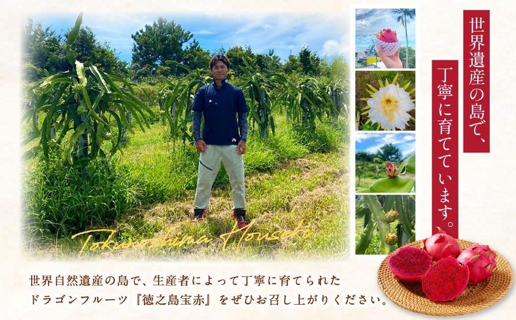徳之島 天城町産 ドラゴンフルーツ 赤玉 